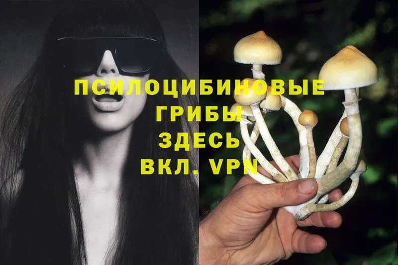 купить наркотики цена  Кисловодск  Псилоцибиновые грибы Psilocybe 